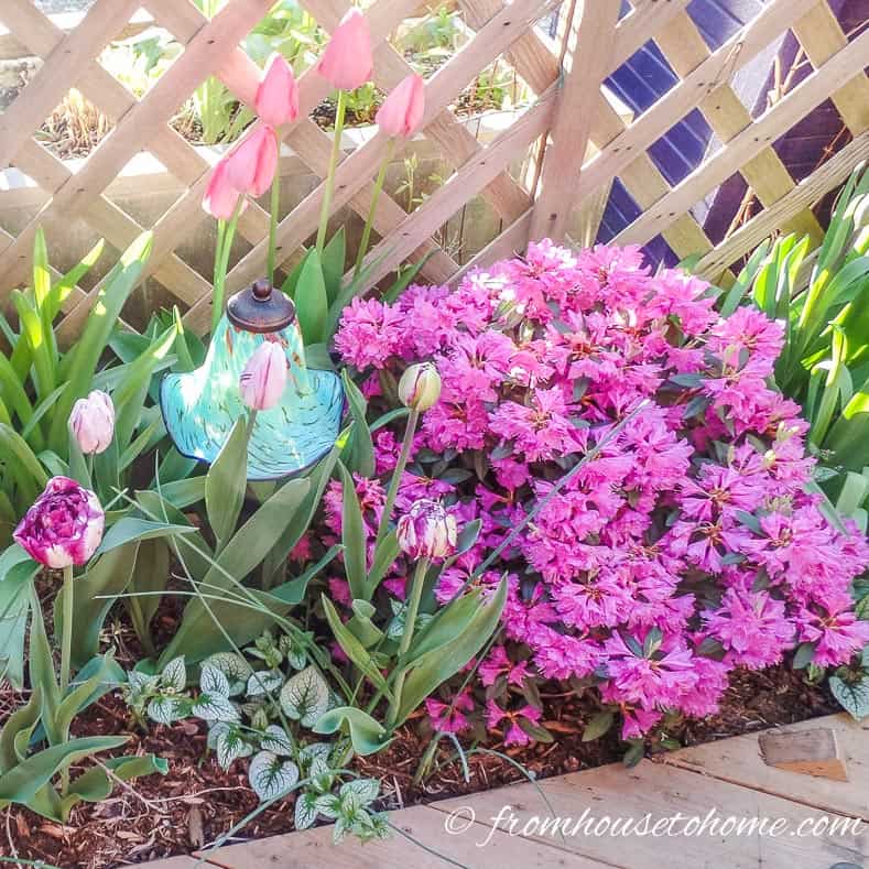 Rhododendron and bulbs