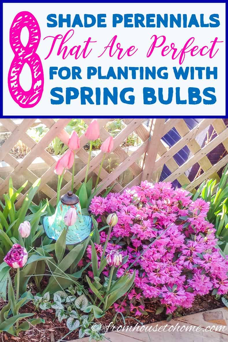 Looking for some plants that will grow in the shade and help to hide bulb foliage? This list of shade perennials to plant with spring bulbs is perfect!
