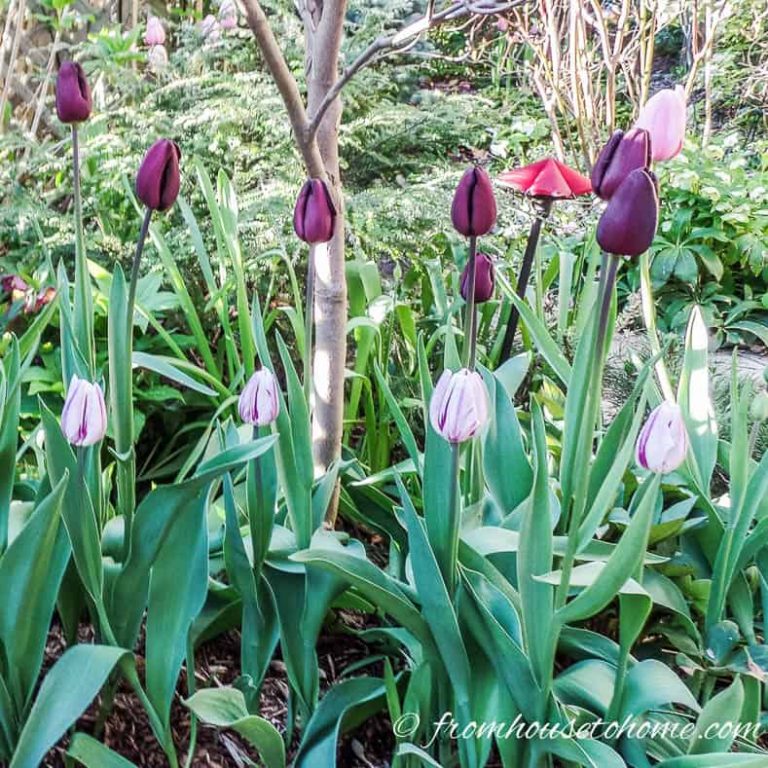 Planting Fall Bulbs: How to Plant Tulips and Other Spring-Flowering Bulbs