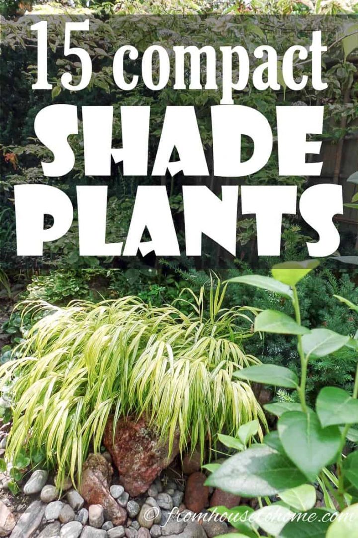 compact shade plants