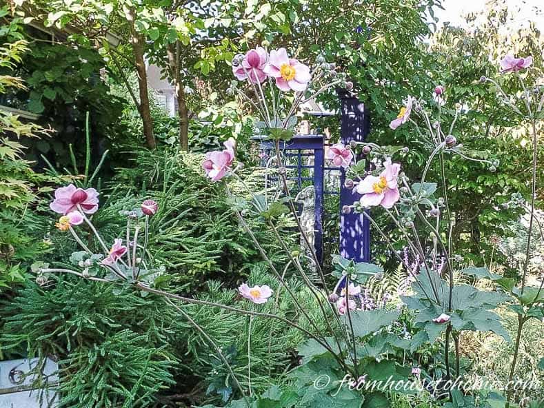 Japanese Anemones planted with evergreens