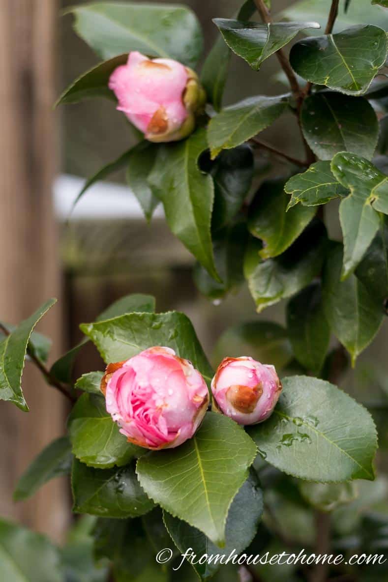 Camellia Care: How To Grow Beautiful Camellias