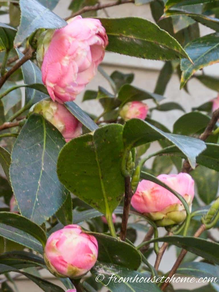Camellia Care: How To Grow Beautiful Camellias