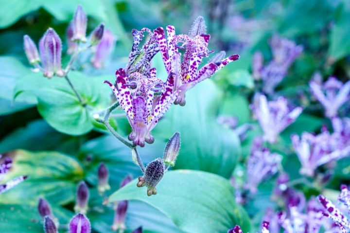 Purple and white Toad lily flowers