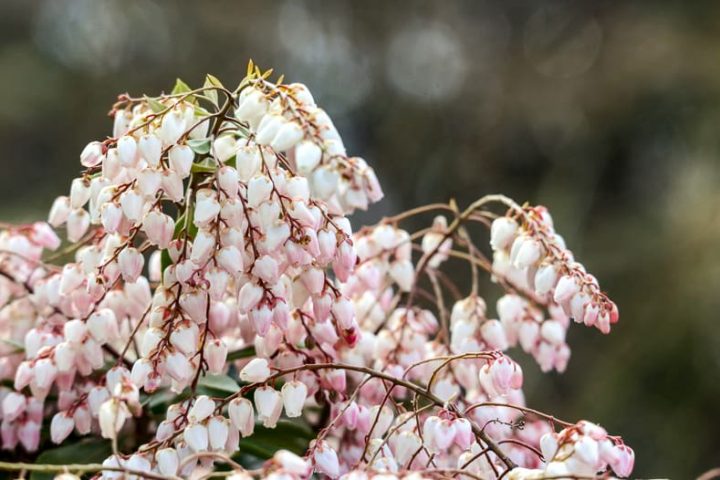 White and pink Pieris japonica