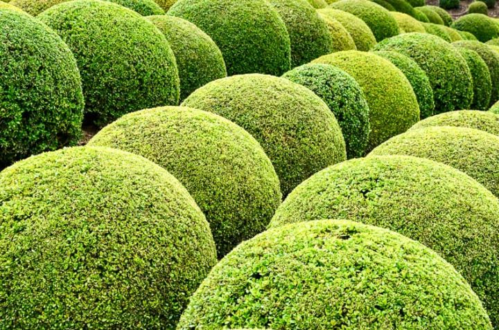 Boxwood  - Green garden balls in France,