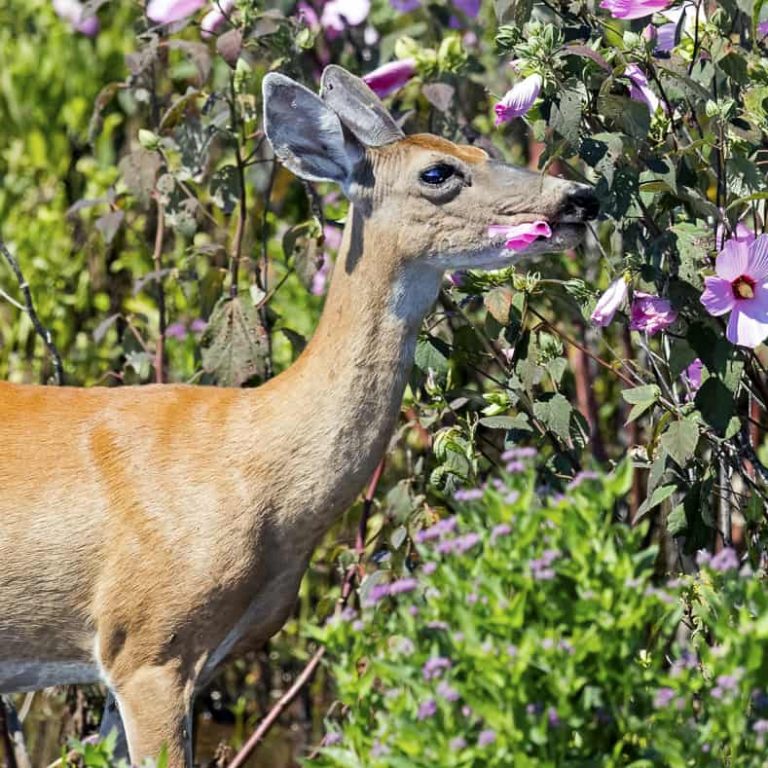 Keep Deer Out Of Your Garden, How To Keep Deer Out Of Your Rose Garden