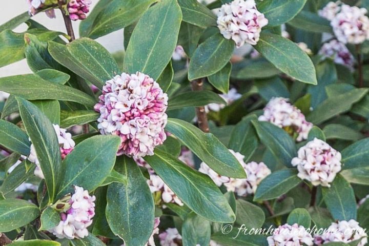 pink flowering Daphne with evergreen leaves