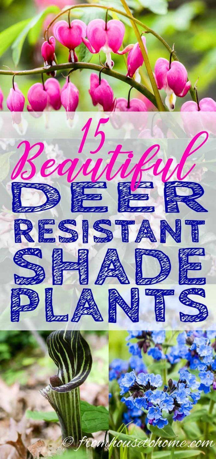Deer Resistant Shade Plants 20 Beautiful Perennials and Shrubs ...
