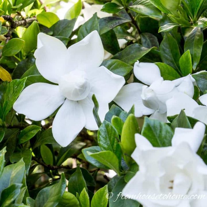 Gardenia blooms with evergreen leaves