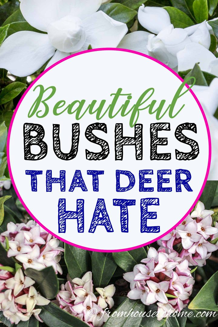 Shade loving shrubs that deer hate