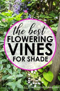 9 of the best flowering vines for shade