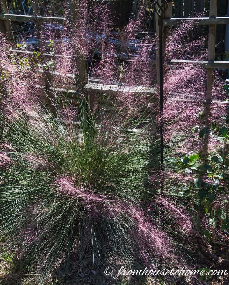 Pink Muhly Grass growing in the garden