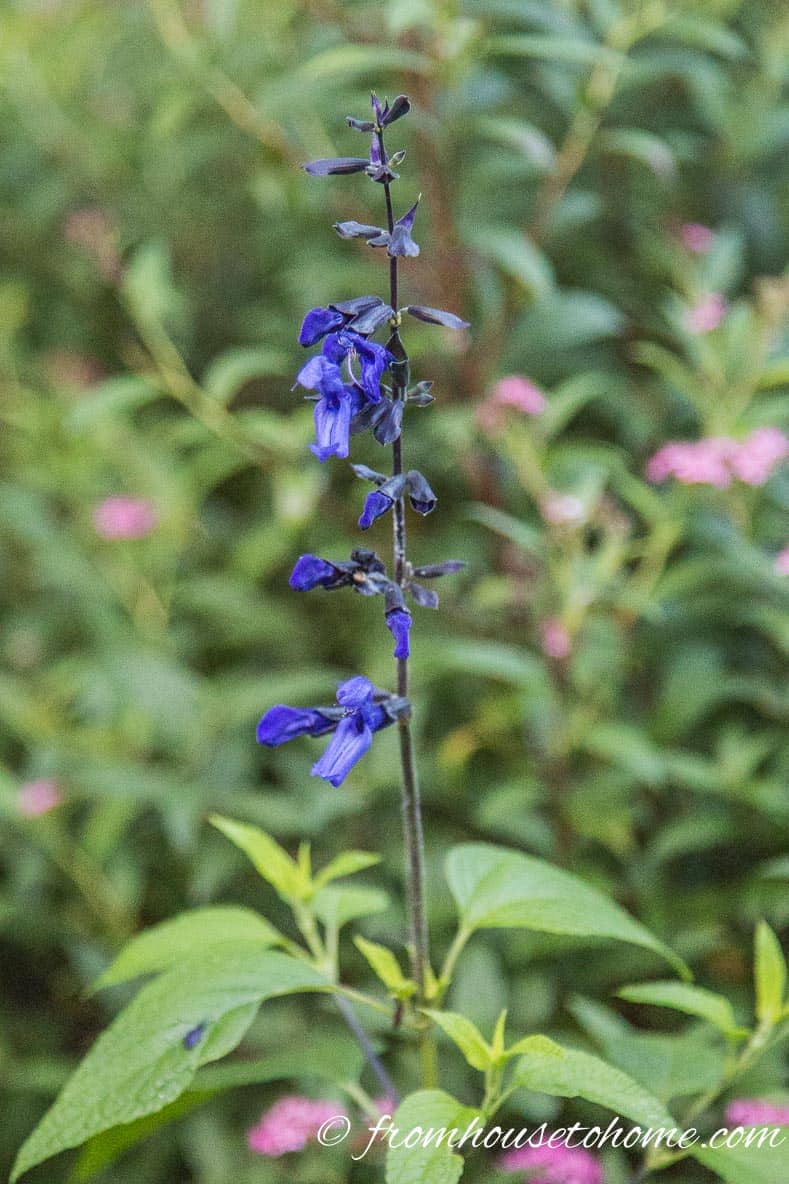 Salvia 'Black and Blue'