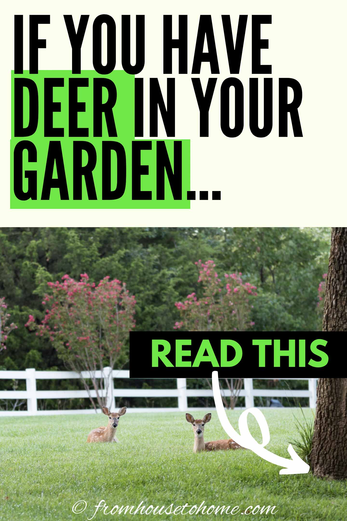 13 Ways To Keep Deer Out Of Your Garden