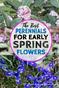 Perennials and shrubs with early spring flowers