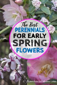 The best perennials for early spring flowers