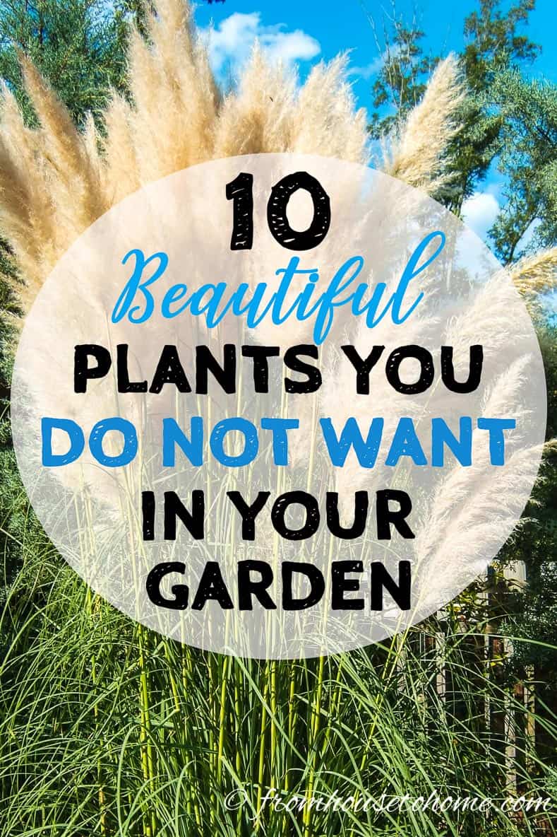 10 Beautiful Invasive Plants You Do Not Want In Your Garden