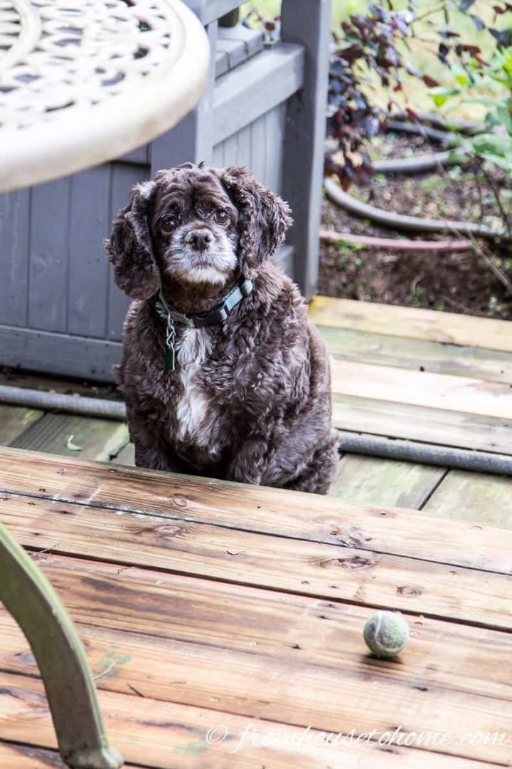 A cocker spaniel sitting on the deck