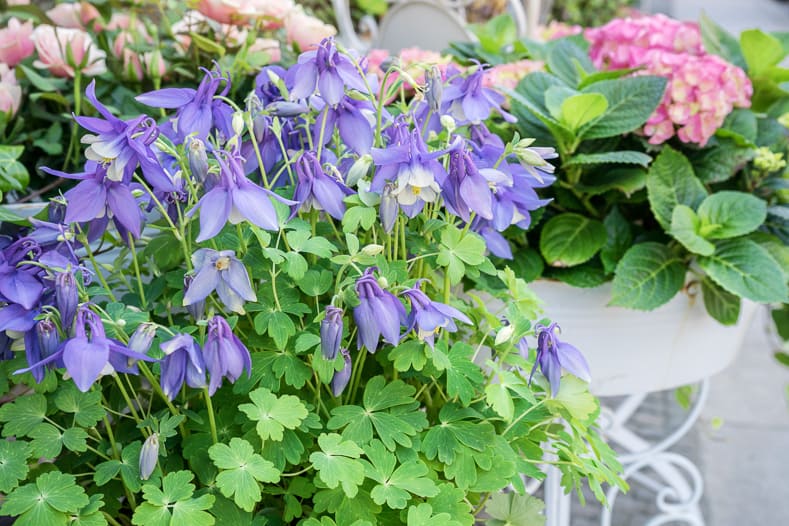 Columbine with purple blue flowers 