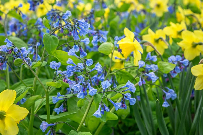 Yellow daffodils and bluebells 
