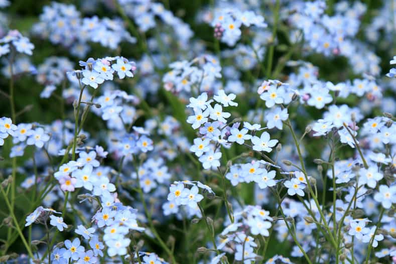 Many blue flowered forget-me-nots