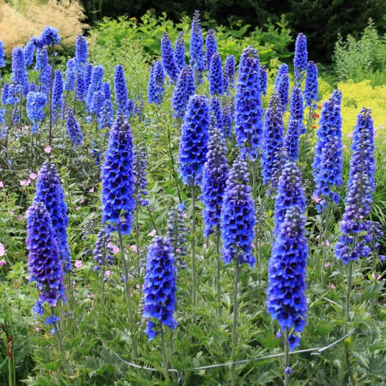 Blue Flowering Plants (15 Easy To Grow Perennials and Shrubs With Beautiful Blue Flowers)