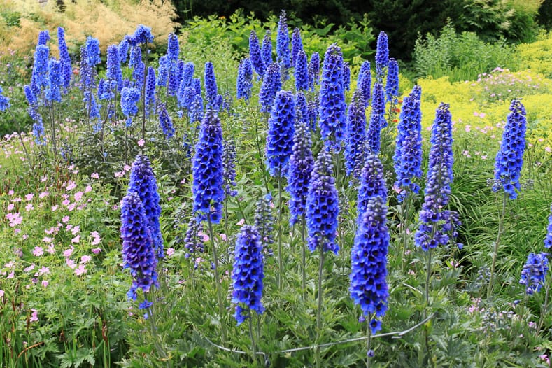 Delphiniums with blue flowers