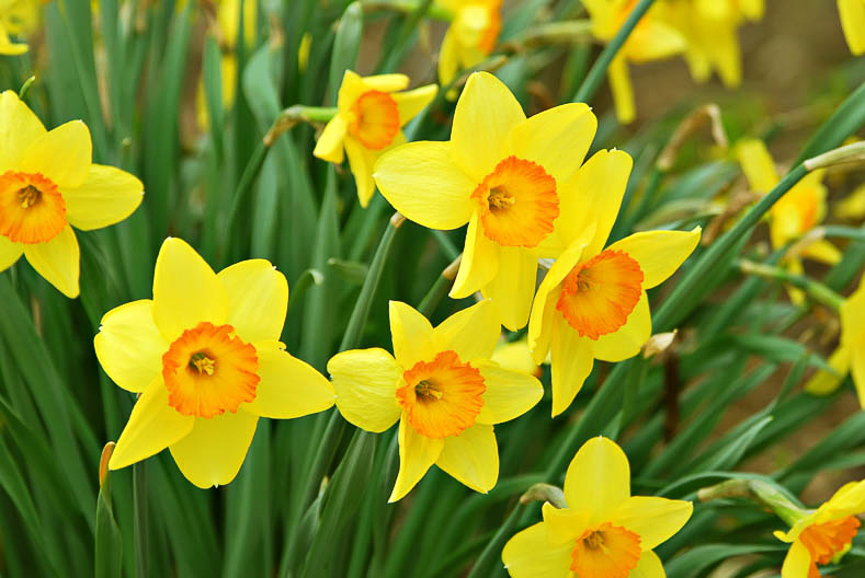 Beautiful daffodils blooming in the spring.