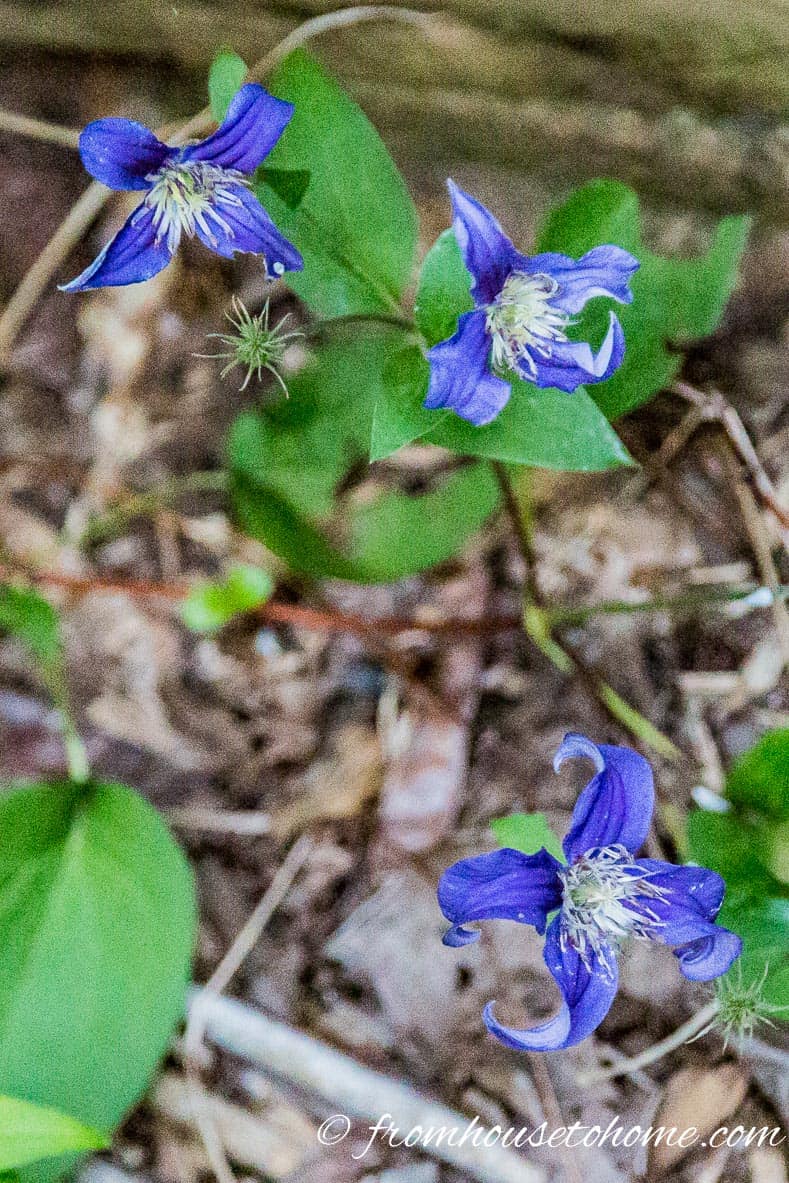 Blue-flowered Clematis 'Sapphire Indigo'