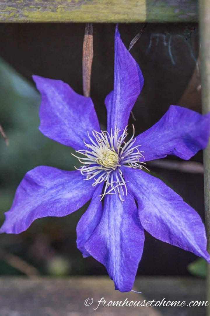 Clematis vine has beautiful flowers and grows in the shade