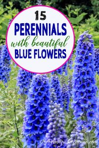 15 perennials with beautiful blue flowers