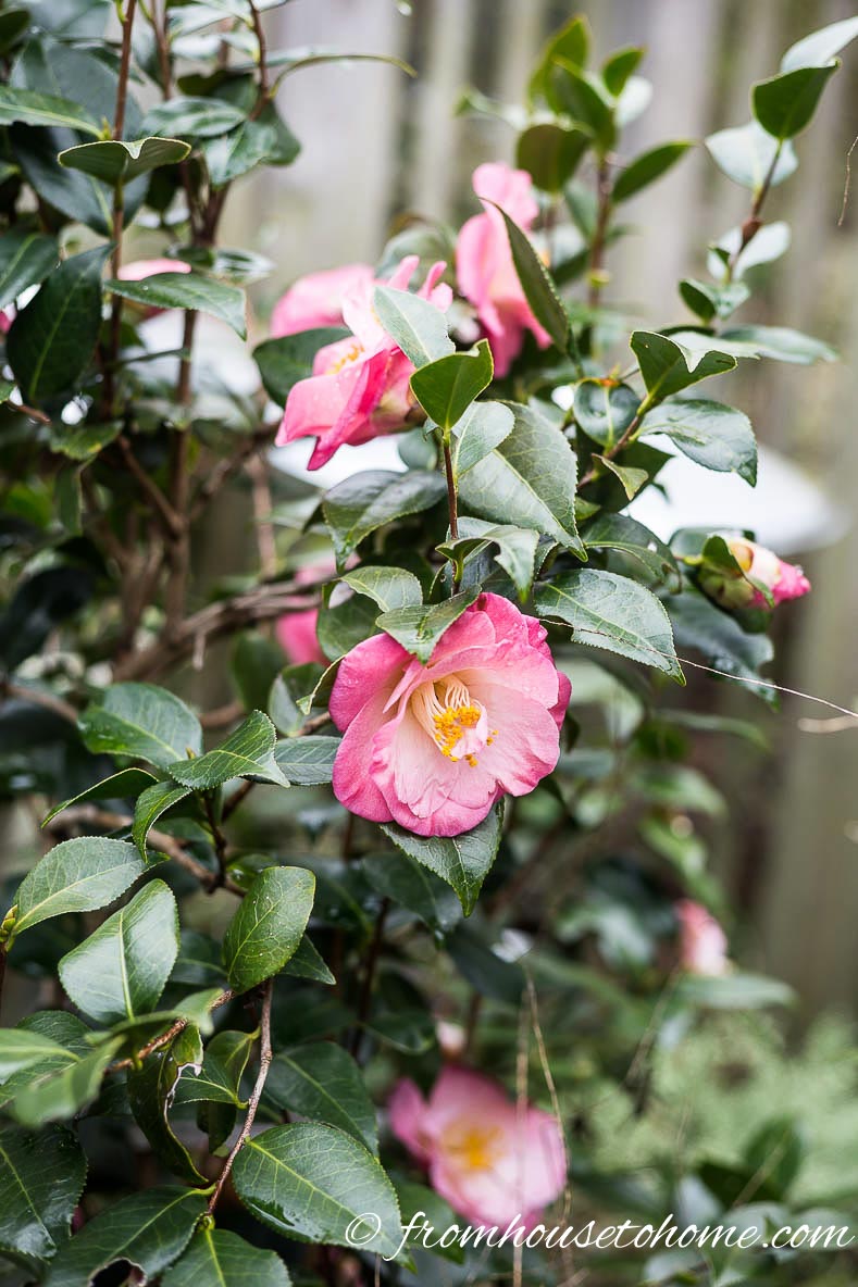 Pink Camellia japonica flowers