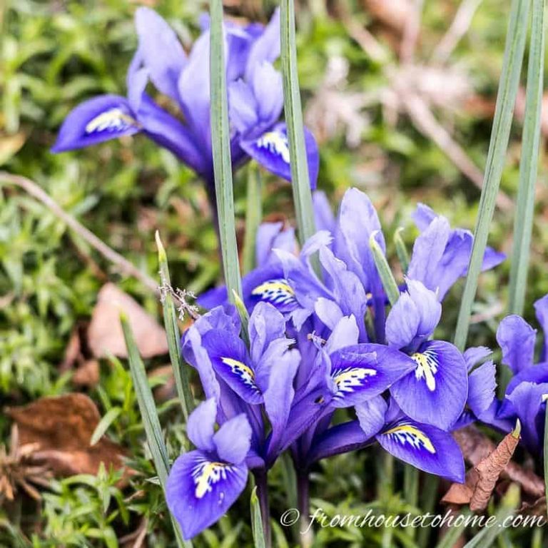 The Best Perennials, Bulbs And Shrubs For Early Spring Flowers