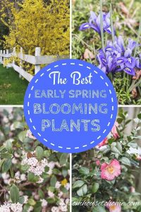 The Best Perennials And Shrubs For Early Spring Flowers