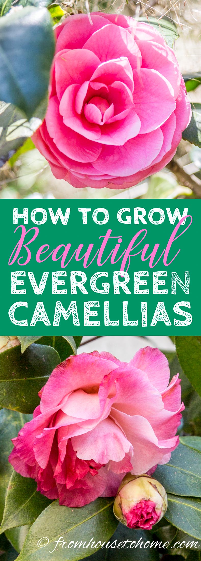 Camellia Care Guide: How To Grow Camellias