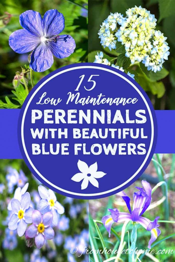 low maintenance perennials with beautiful blue flowers