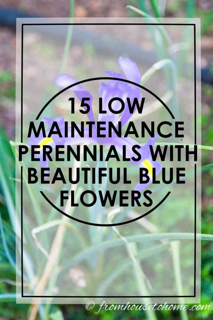 low maintenance perennials with beautiful blue flowers