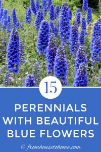 15 perennials with beautiful blue flowers