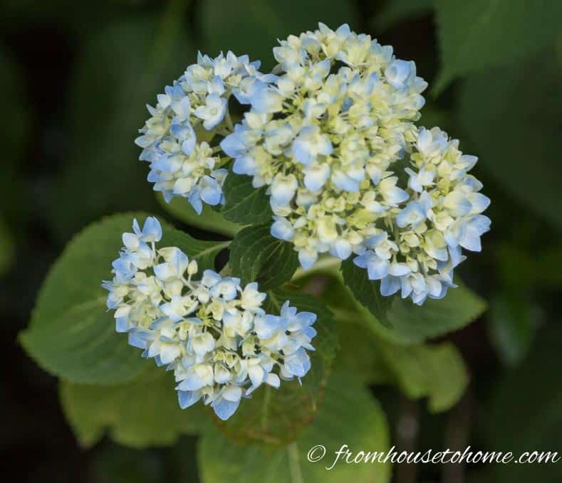Blue flowers of Endless Summer Hydrangea