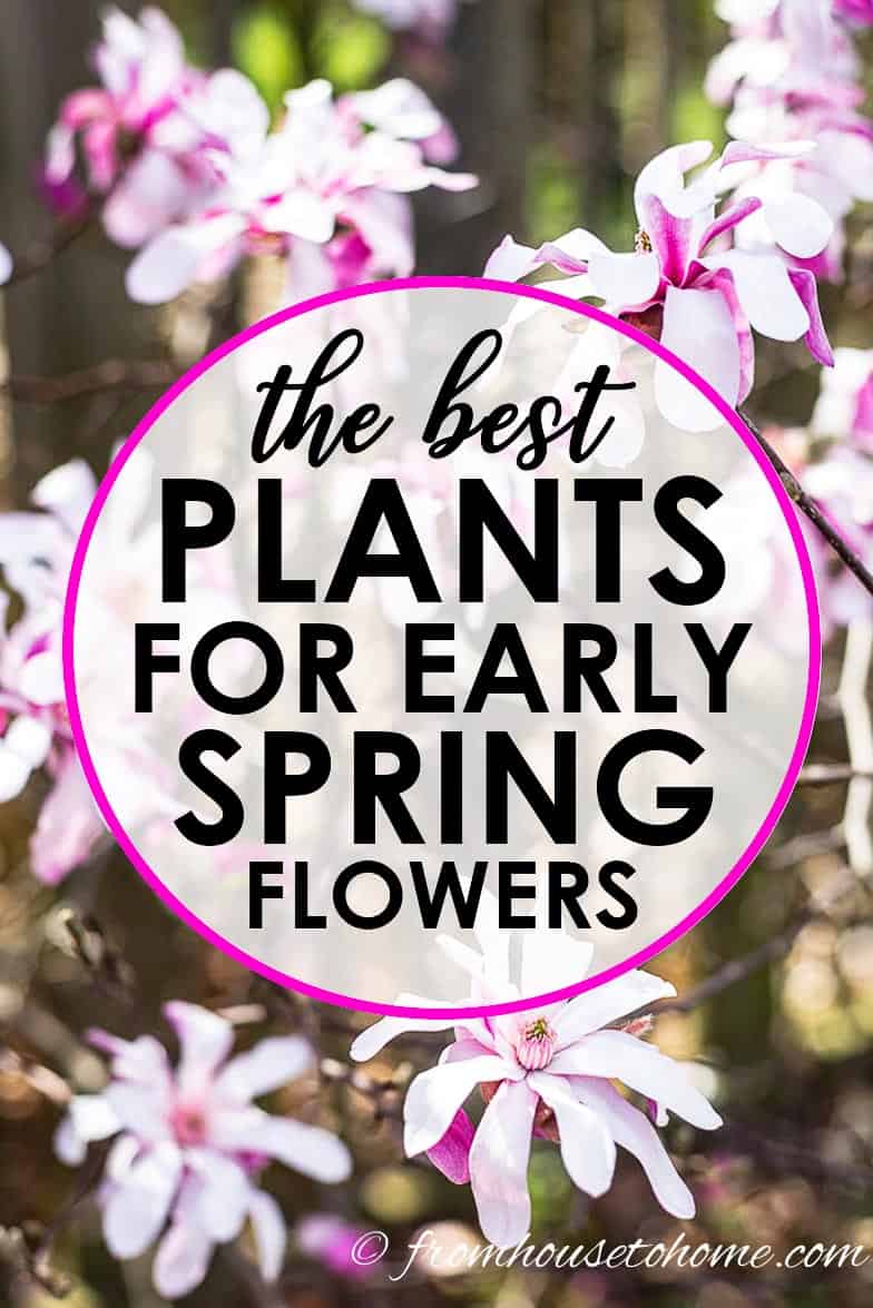The best plants for early spring flowers