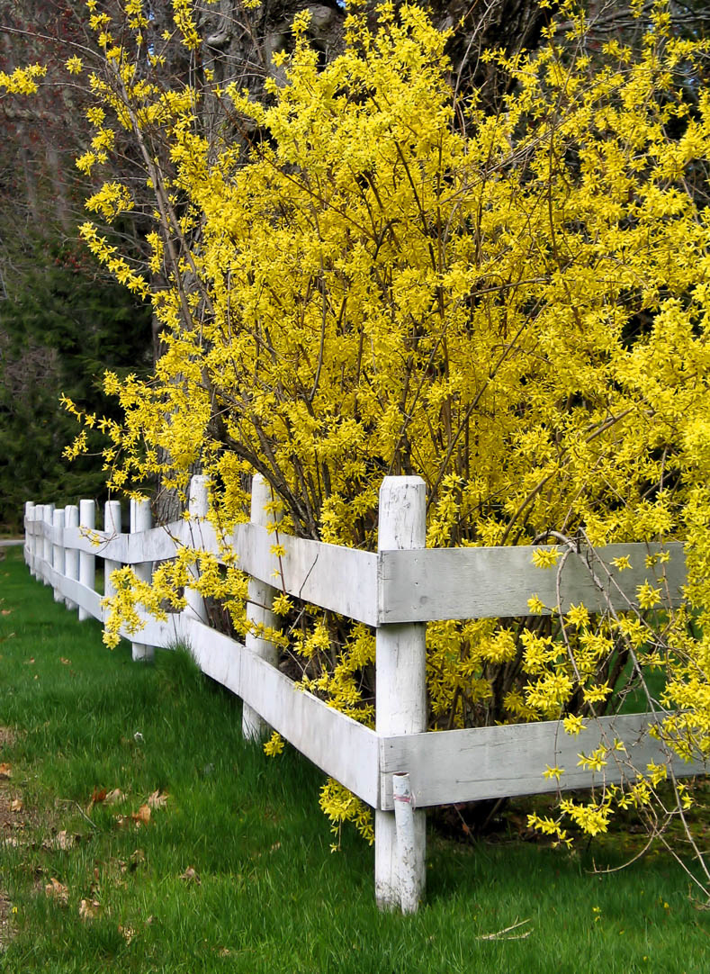 early blooming yellow flowers on Forsythia bush