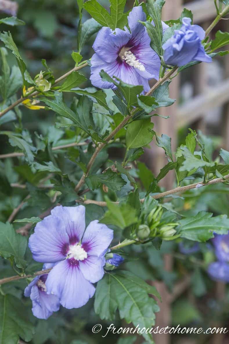 Rose of Sharon 'Blue Bird' is a beautiful shrub with blue flowers