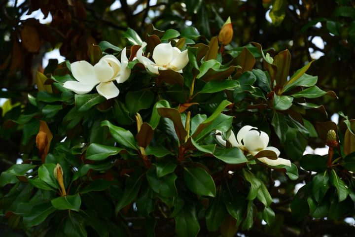 Flower, fruits and foliage of Magnolia grandiflora (Southern magnolia)