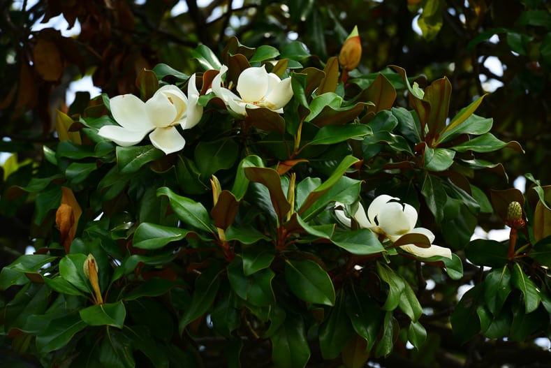 Flower, fruits and foliage of Magnolia grandiflora (Southern magnolia) | © Vahan Abrahamyan - stock.adobe.com