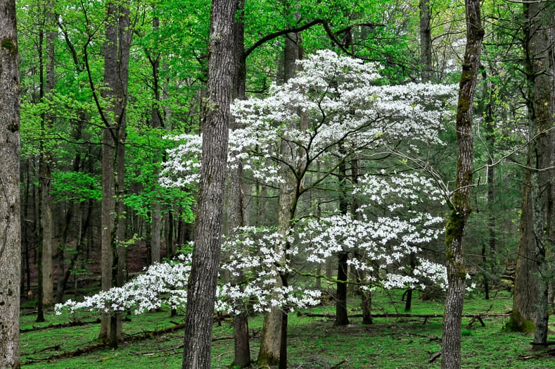Native dogwood in spring | © Randy C. Anderson - stock.adobe.com