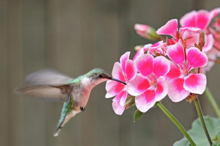 Ruby-throated Hummingbird and Pink Geraniums