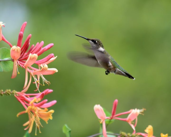 Coral Honeysuckle flowers with a hummingbird