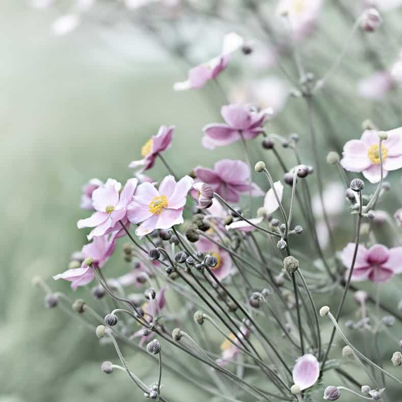 Japanese Anemone (windflower) - ©B. and E. Dudzinski - stock.adobe.com
