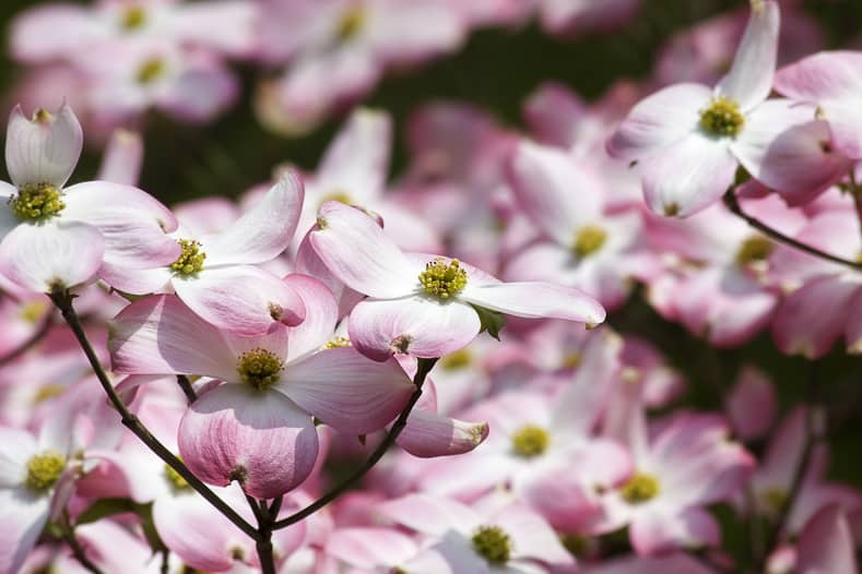 Pink Dogwood Tree in Bloom for Spring | © Jill Lang - stock.adobe.com